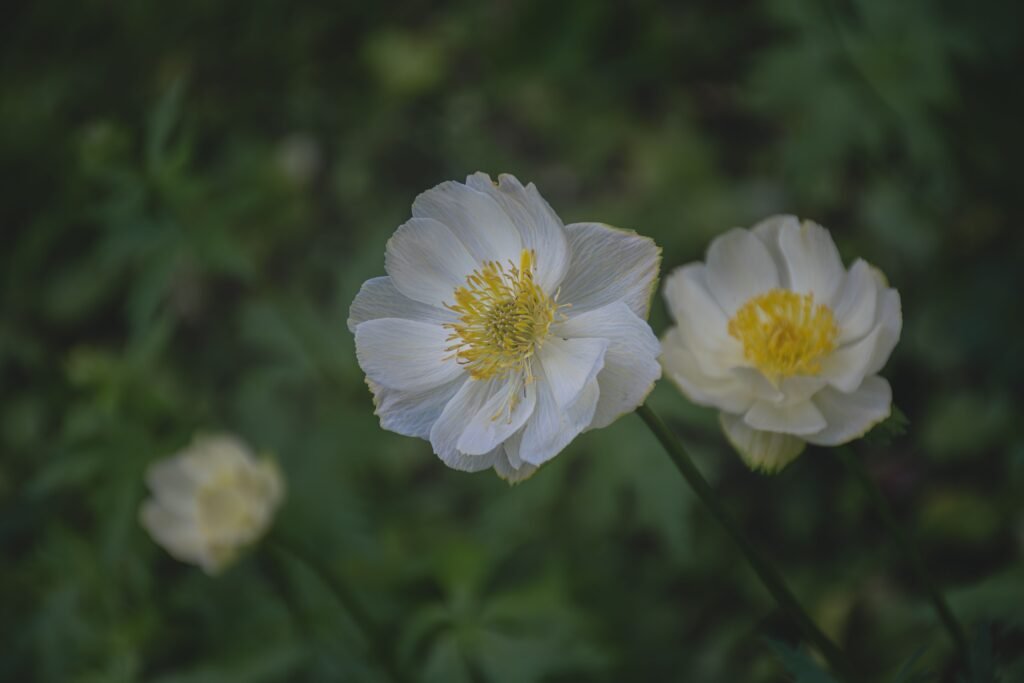 Stunning close-up of white anemone flowers with lush green background, perfect for spring-themed projects.