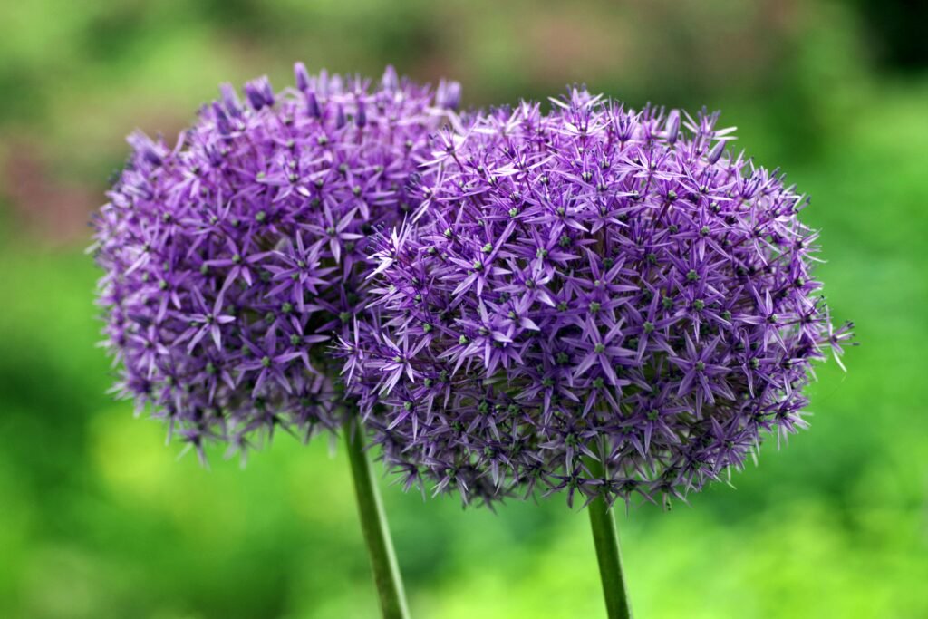 Vibrant purple Allium flowers in full bloom against a lush green background.